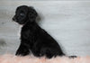 Aussiedoodle (Standard) For Sale Baltic, OH Male- Bentley