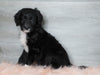 Aussiedoodle (Standard) For Sale Baltic, OH Male- Bentley