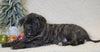 AKC Registered English Mastiff For Sale Baltic, OH Female - Abby