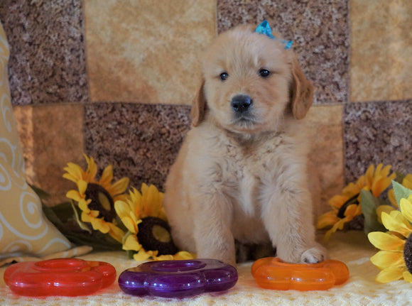 AKC Registered Golden Retriever For Sale Sugarcreek, OH Male- Sam