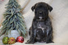 AKC Registered English Mastiff For Sale Baltic, OH Male - Tyson