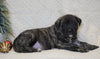 AKC Registered English Mastiff For Sale Baltic, OH Male - Tyson