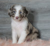 Aussiedoodle (Standard) For Sale Baltic, OH Male- Rubble