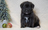 AKC Registered English Mastiff For Sale Baltic, OH Male - Theo