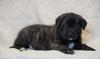 AKC Registered English Mastiff For Sale Baltic, OH Male - Theo