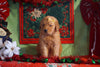 AKC Registered Golden Retriever For Sale Sugarcreek, OH Male- Sully