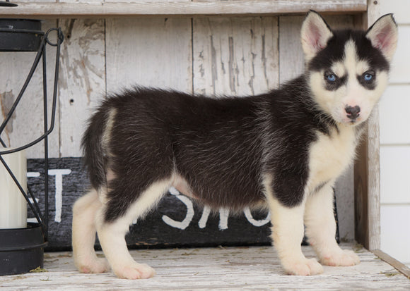 CKC Registered Siberian Husky For Sale Millersburg, OH Female - Julie