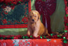 AKC Registered Golden Retriever For Sale Sugarcreek, OH Male- Sully