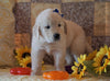 AKC Registered Golden Retriever For Sale Sugarcreek, OH Male- Mike