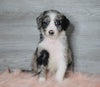 Aussiedoodle (Standard) For Sale Baltic, OH Female- Annie