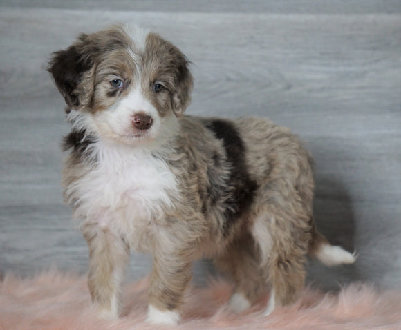 Aussiedoodle (Standard) For Sale Baltic, OH Female- Skye