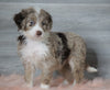 Aussiedoodle (Standard) For Sale Baltic, OH Female- Skye