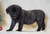 AKC Registered English Mastiff For Sale Baltic, OH Female - Mia