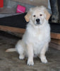AKC Registered Golden Retriever For Sale Wooster, OH Male - Teddy