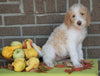 F1B Labradoodle For Sale Millersburg, OH Female- Tammy