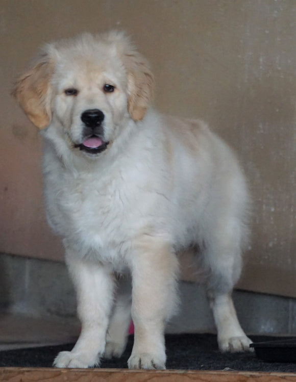 AKC Registered Golden Retriever For Sale Wooster, OH Male - Teddy