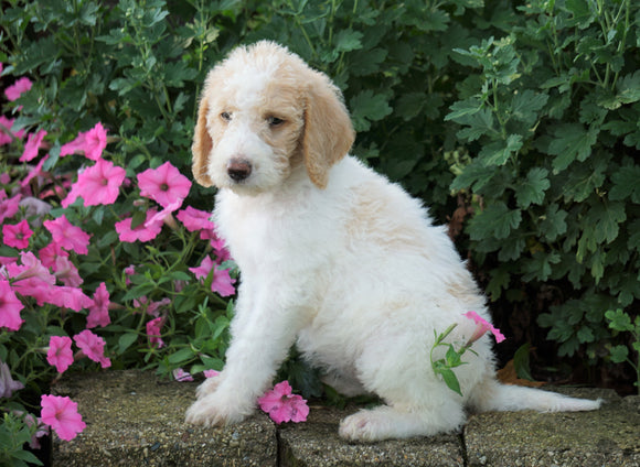 F1B Labradoodle For Sale Millersburg, OH Female- Tammy