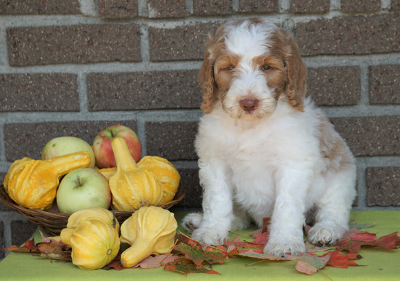 F1B Labradoodle For Sale Millersburg, OH Female- Twila