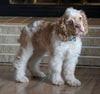 AKC Registered Cocker Spaniel For Sale Wooster, OH Male- Brody