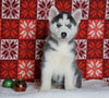 Siberian Husky For Sale Fredericksburg, OH Male - Pyper