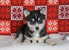 Siberian Husky For Sale Fredericksburg, OH Female - Paisley