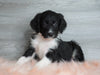 Aussiedoodle (Standard) For Sale Baltic, OH Male- Rascal
