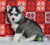 Siberian Husky For Sale Fredericksburg, OH Male - Parker