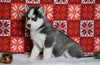 Siberian Husky For Sale Fredericksburg, OH Male - Parker