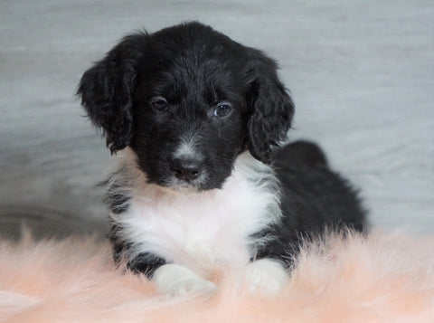 Aussiedoodle (Standard) For Sale Baltic, OH Male- Rascal