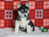 Siberian Husky For Sale Fredericksburg, OH Female - Peyton
