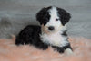 Aussiedoodle (Standard) For Sale Baltic, OH Male- Bruno