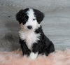 Aussiedoodle (Standard) For Sale Baltic, OH Male- Bruno