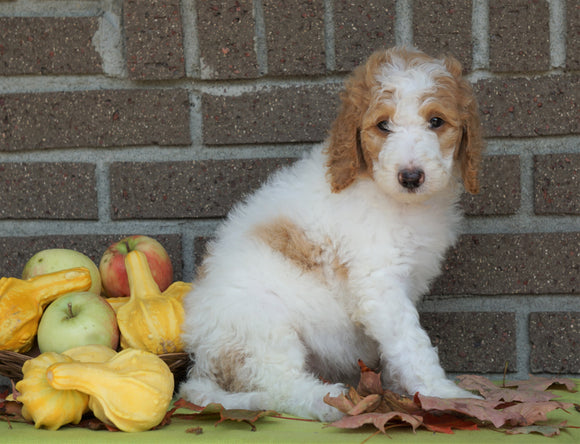 F1B Labradoodle For Sale Millersburg, OH Female- Tina