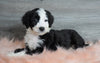 Aussiedoodle (Standard) For Sale Baltic, OH Male- Bruno