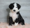 Aussiedoodle (Standard) For Sale Baltic, OH Male- Bruno