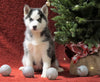 Siberian Husky For Sale Holmesville, OH Female - Starlite