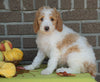 F1B Labradoodle For Sale Millersburg, OH Female- Tina