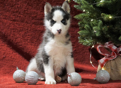 Siberian Husky For Sale Holmesville, OH Male - Winter