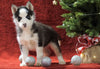 Siberian Husky For Sale Holmesville, OH Male - Winter