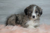 Aussiedoodle (Standard) For Sale Baltic, OH Male- Chief