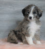 Aussiedoodle (Standard) For Sale Baltic, OH Male- Chief