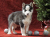 Siberian Husky For Sale Holmesville, OH Male - Winter