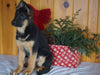 AKC Registered German Shepherd For Sale Millersburg, OH Female- Sheila