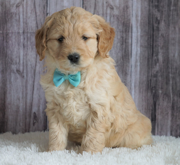 Mini Goldendoodle For Sale Sugarcreek, OH Female- Mia