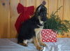 AKC Registered German Shepherd For Sale Millersburg, OH Female- Sheila