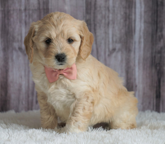 Mini Goldendoodle For Sale Sugarcreek, OH Female- Chloe