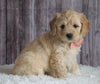 Mini Goldendoodle For Sale Sugarcreek, OH Female- Chloe
