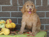 F1B Labradoodle For Sale Millersburg, OH Female- Tootsy