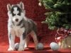 Siberian Husky For Sale Holmesville, OH Male - Frosty