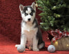 Siberian Husky For Sale Holmesville, OH Male - Timber